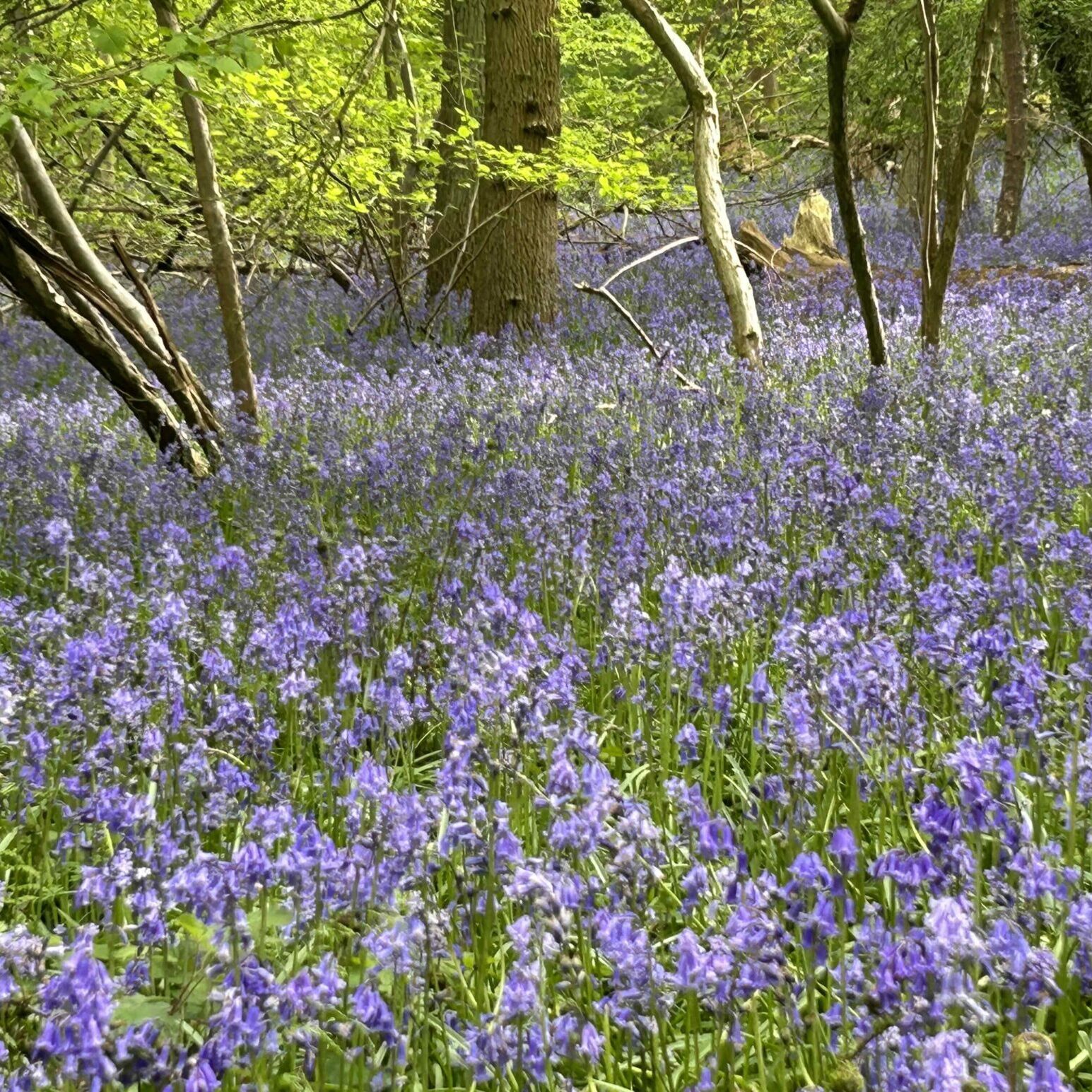 IMG_bluebells-at-muttonbarnHEIC