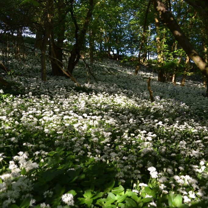 Alne Woods at Mutton Barn Wild Garlic