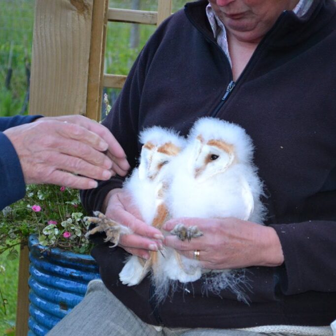 Barn Owl Chics at Holiday Cottage Mutton Barn